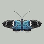 (image for) Sara Longwing